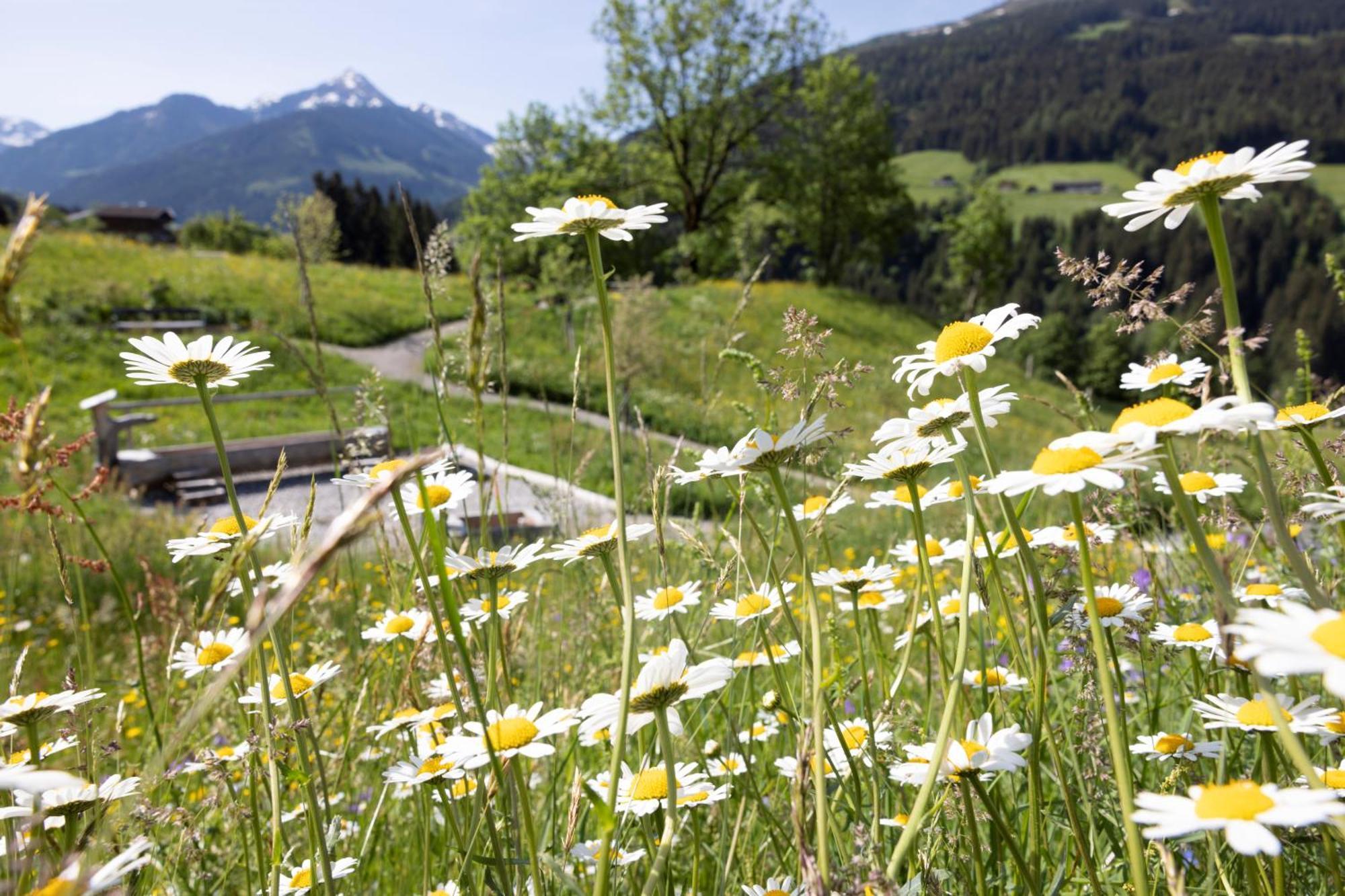 Alpbacherhof Mountain & Spa Resort Kültér fotó